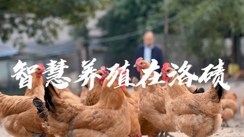 CRo项目管理：五大关键注意事项揭秘