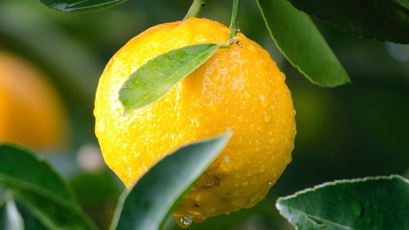 深入解析：CRO实施流程的关键步骤及要点